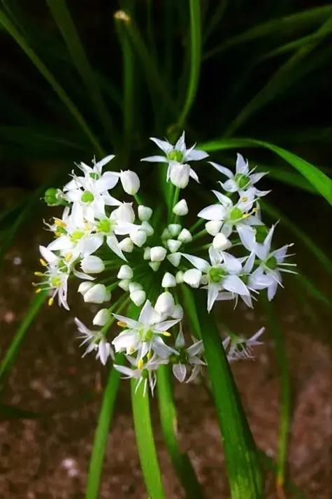 韭菜花花语