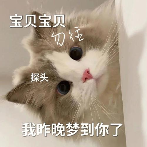 梦见猫一直跟着我男友