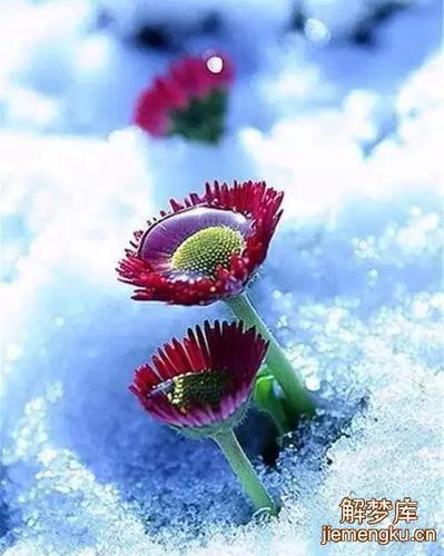 梦见大雪中开花