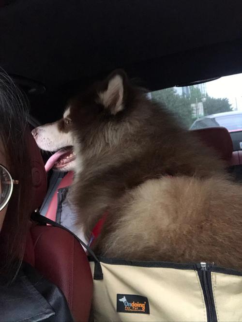 梦见母猪跳下车