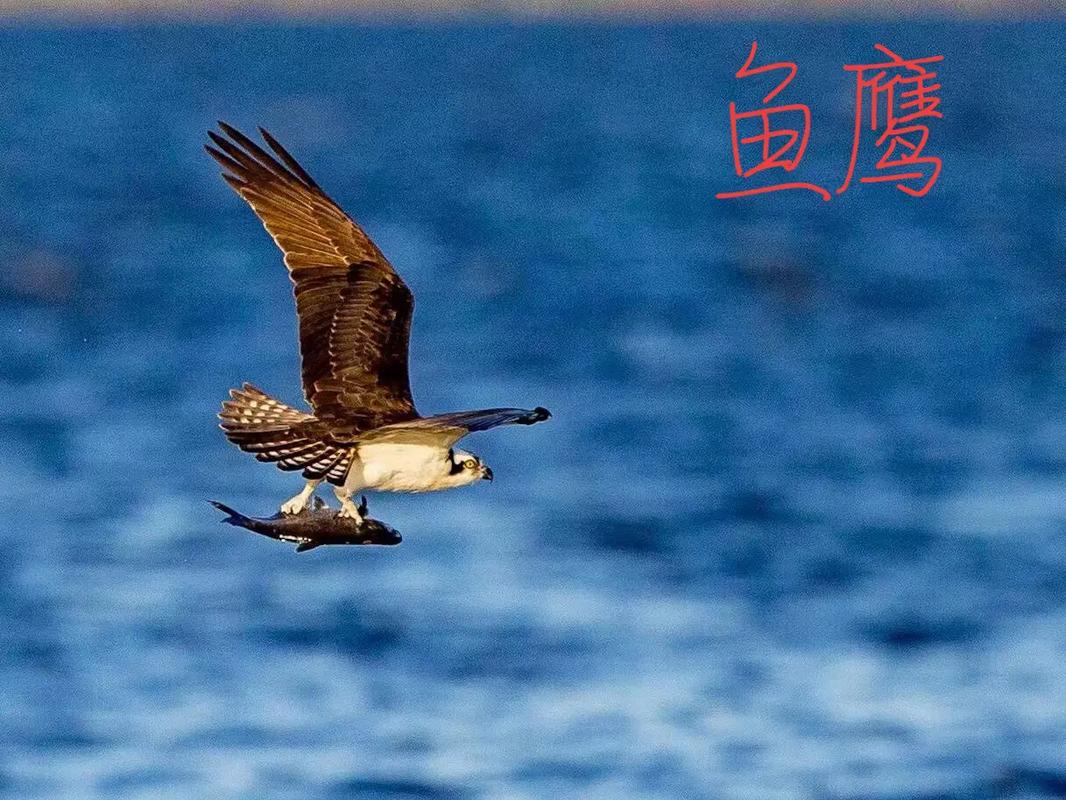 梦见鹗 鱼鹰 周公解梦之梦到鹗 鱼鹰