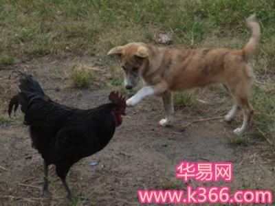 梦见鸡犬怎么回事