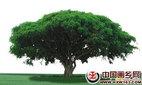 梦见树木倒下 周公解梦之梦到树木倒下