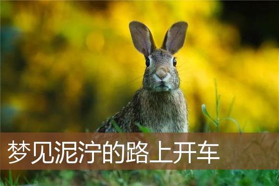 梦见泥泞的路上开车