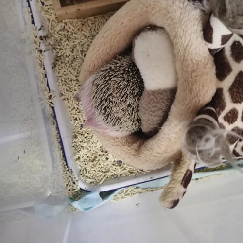 梦见刺猬 梦见刺猬死了什么预兆