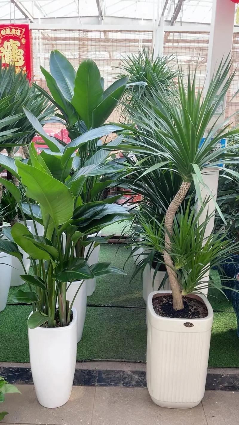 植物花语:龙血树花语与寓意