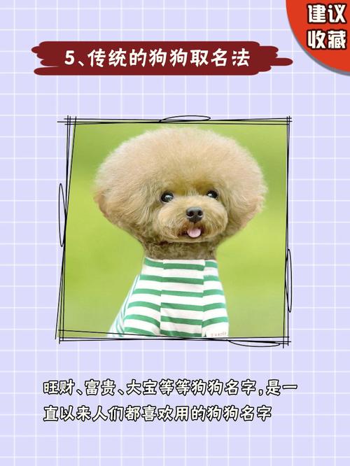 泰迪好听的名字
