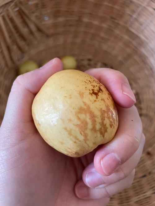 梦见枣子树 周公解梦之梦到枣子树