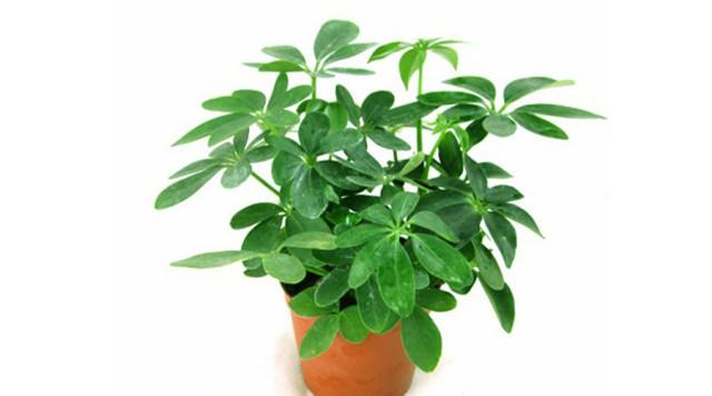 植物也能招财 十二生肖专属招财植物是啥