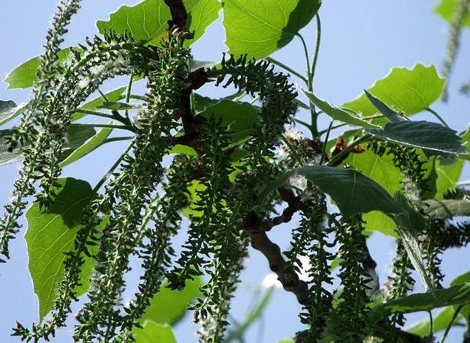 梦见杨树开花