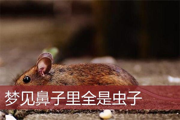 梦见鼻子有虫子是什么意思