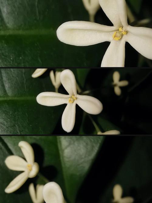梦见月桂树是什么意思