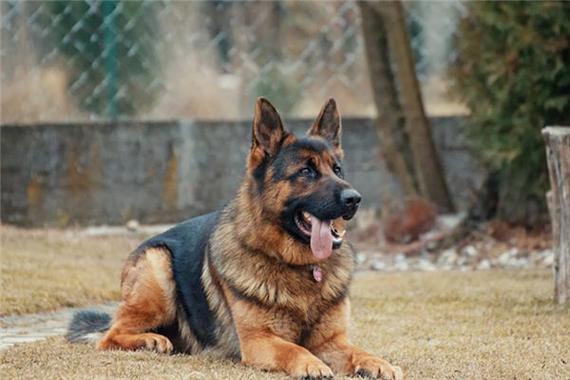 孕妇梦见狼狗