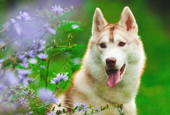 属龙最适合养的犬种