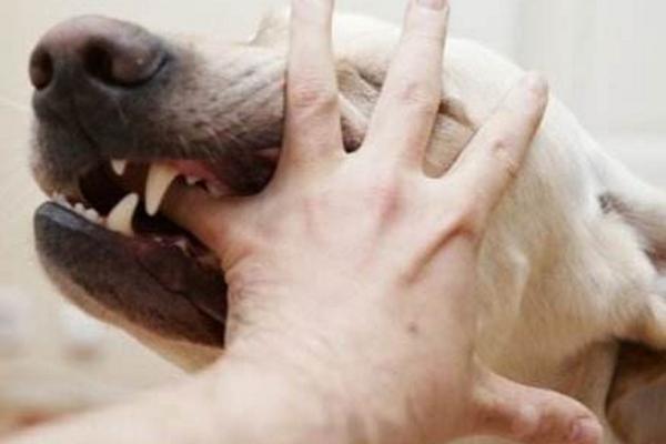 梦见掐死狗