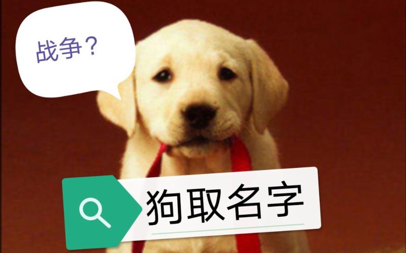 给人安全感的宠物名字是受欢迎的伴侣犬