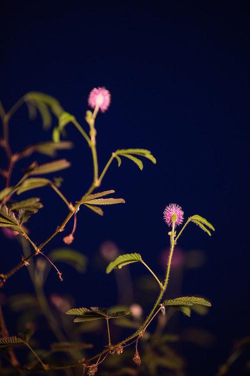 周公解梦大全 梦见草梦见含羞草