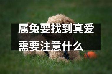 属兔内心对真爱的定义