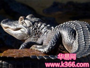 梦见短吻鳄周公解梦,梦见短吻鳄是什么意思?