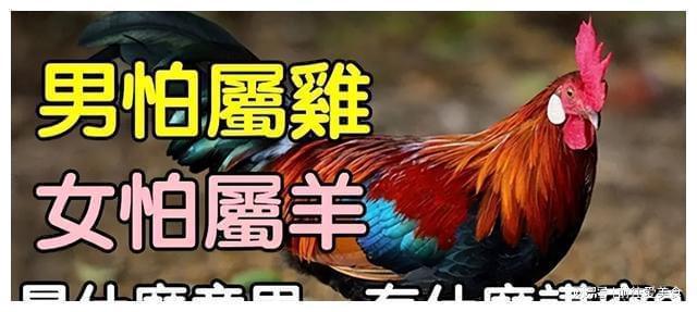为什么属羊男友久久才回你信息