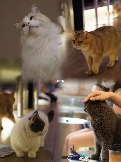 萌化心的宠物猫名字甘愿做个猫奴