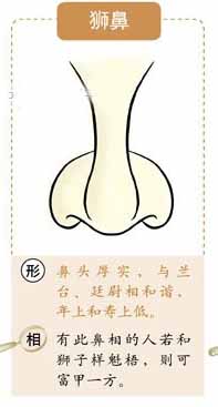 狮鼻、狮头鼻、狮子鼻