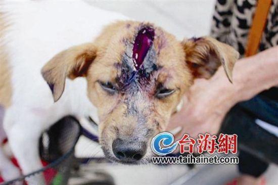 梦见砍狗头