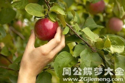 孕妇梦到摘水果