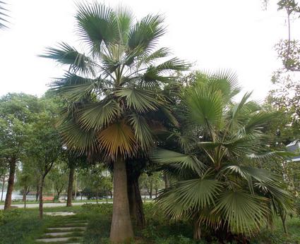 梦见棕榈树