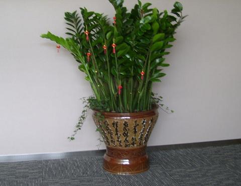 72年属鼠办公室种什么植物