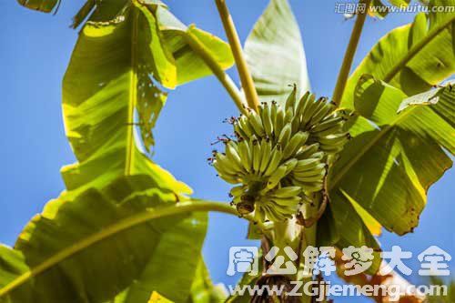 梦见香蕉树周公解梦,梦见香蕉树是什么意思?