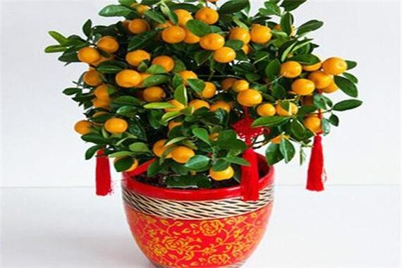 适合客厅财位植物,客厅摆这几种盆栽,招财又旺宅,等于把财神请进门