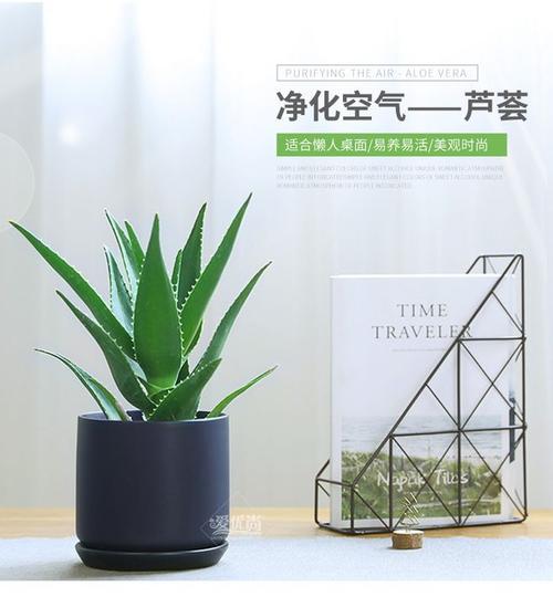 办公桌放芦荟犯煞吗