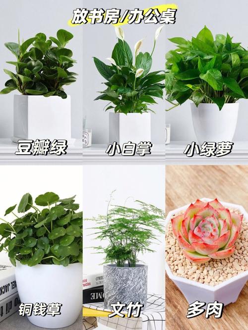 这样的盆栽不能摆放在家里,大家注意咯