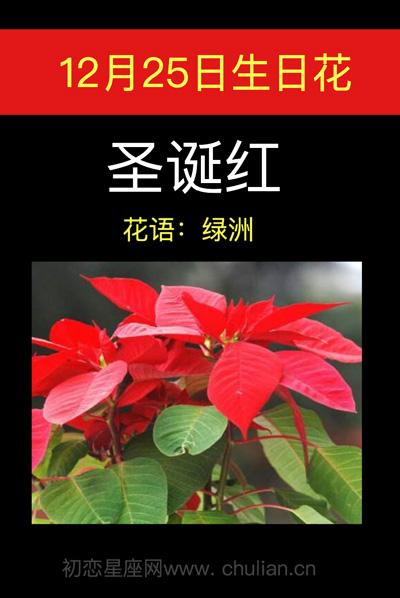 12月25日生日花语:圣诞红