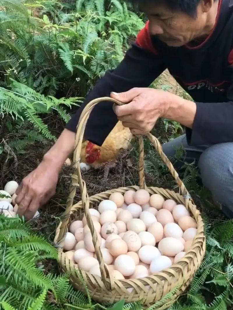 梦见家乡的河边捡鸭蛋