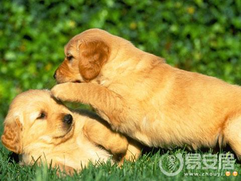 夫妻属狗住几层好?五层十层利狗