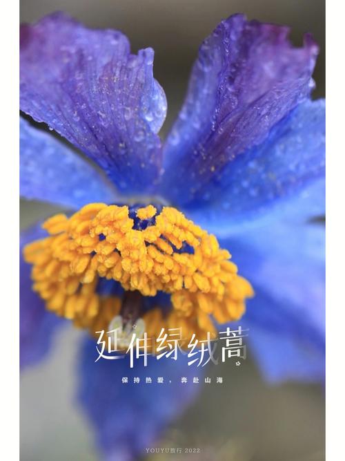 星座花语蓝莲花养殖方法及事项