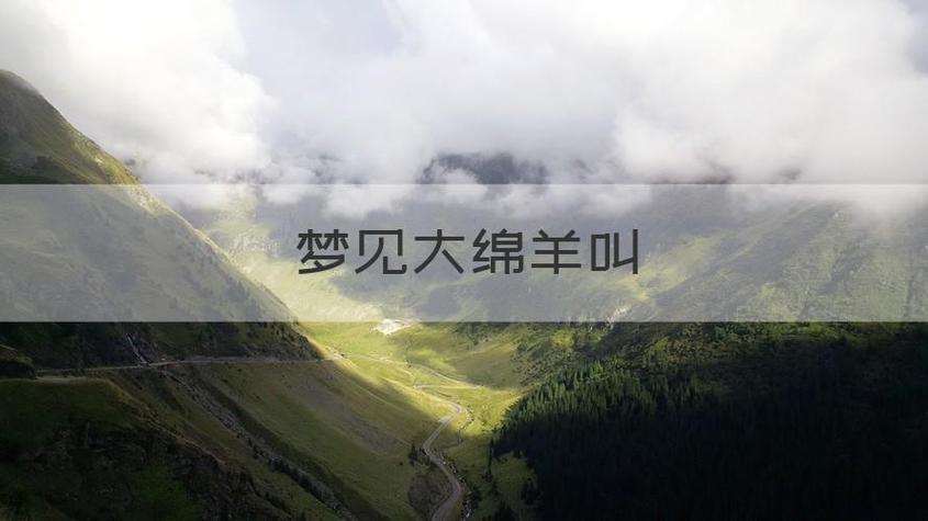 梦见大绵羊