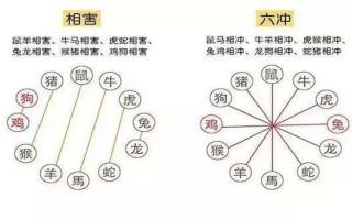 子午相冲是什么生肖