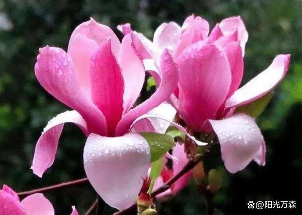 梦见偷花