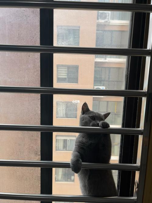 梦见自己把猫丢到窗户外