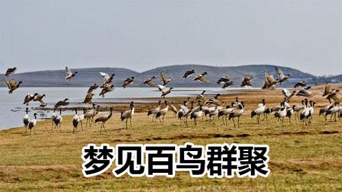 梦见百鸟群聚
