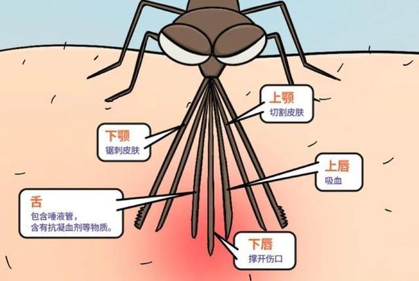 睡觉防蚊子的最好办法