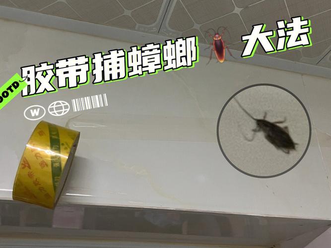 梦见家里有蟑螂有什么含义?