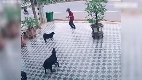 盘点属狗人惨不忍睹的一面