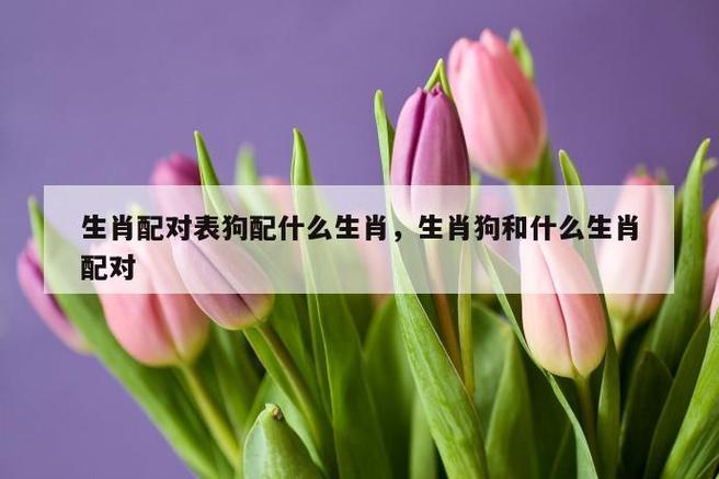 生肖狗和生肖狗在一起容易争吵吗