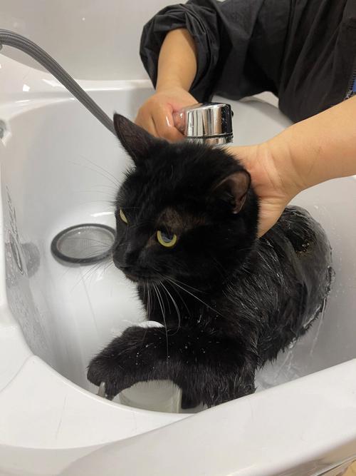 梦见黑猪洗澡 梦见黑猪好不