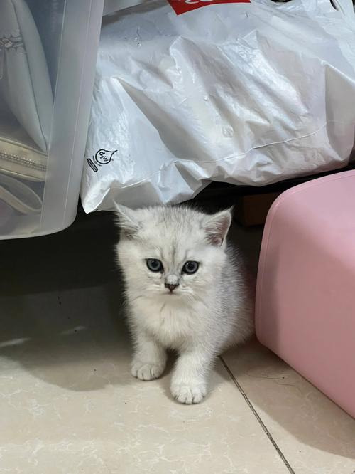 最新猫咪宠物名字高贵洋气