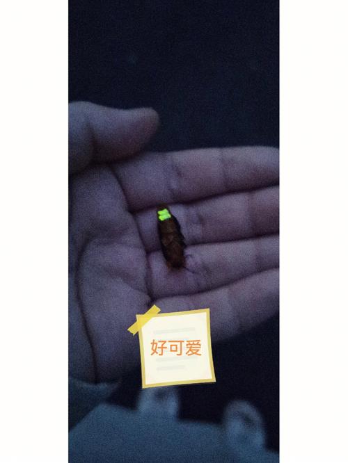 梦见抓到萤火虫